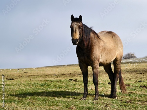 horse in the field