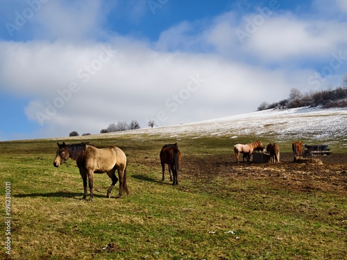 pasture with horses