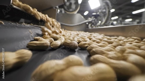 Close-up of dough balls on industrial conveyor belt in bakery