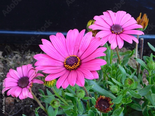 Dimorphotheca, or Osteospermum ecklonis pink daisy flowers