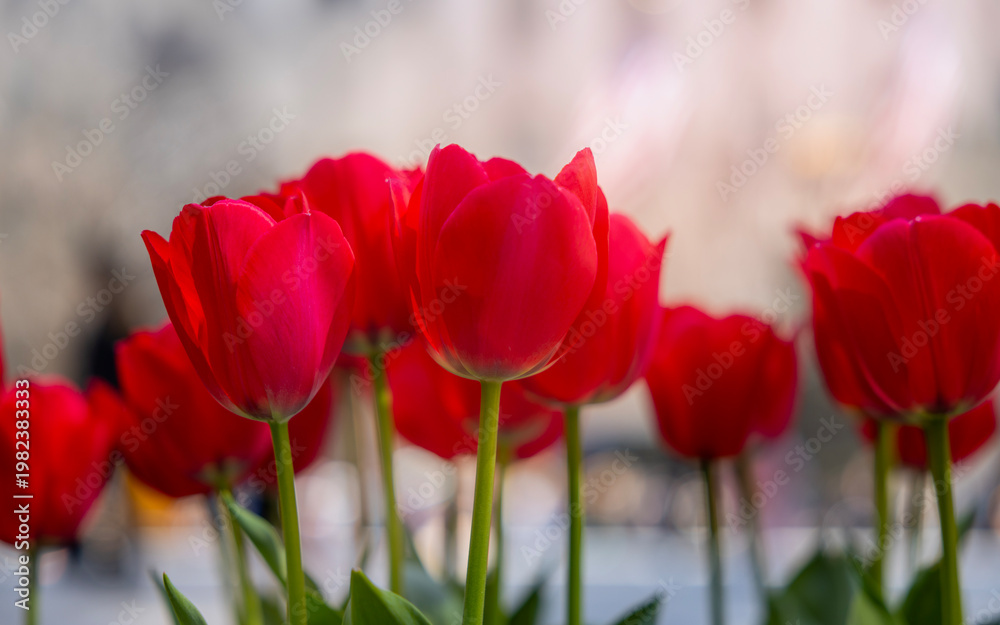 Fototapeta premium Vibrant Red Tulips in Bloom During Spring