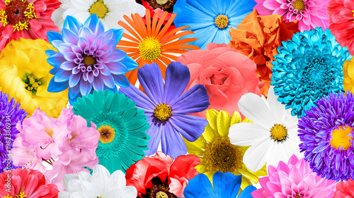 Colored flowers collage seamless background: rose, aster, poeny, perennial, chrysanthemum, beautiful, rose, primula, peony, isolated, petal, perennial, aster, bush, dahlia, lilies, daisy.