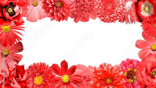 Red flowers border isolated on white background: rose, aster, poeny, perennial, chrysanthemum, beautiful, rose, primula, peony, isolated, petal, perennial, aster, bush, poppy, dahlia, lilies, daisy.