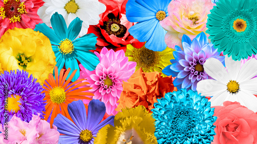 Colored flowers collage background: rose, aster, poeny, perennial, chrysanthemum, beautiful, rose, primula, peony, isolated, petal, perennial, aster, bush, dahlia, lilies, daisy.