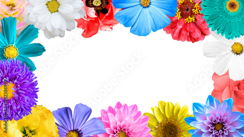 Colored flowers border isolated on white background: rose, aster, poeny, perennial, chrysanthemum, beautiful, rose, primula, peony, isolated, petal, perennial, aster, bush, dahlia, lilies, daisy.
