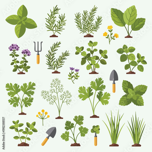 Variety of Fresh Herbs and Plants for Cooking and Gardening