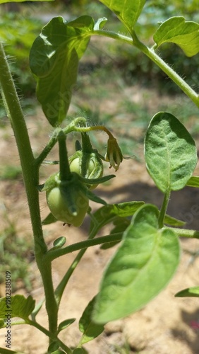 Tomato Plant Life: A close-up view of a vibrant tomato plant, showcasing the intricate details of its leaves, stem, and developing fruit.