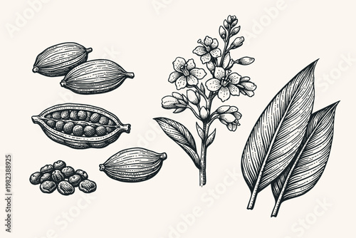 Vintage Engraving of Cardamom Spice Plant Elements Featuring Dried Pods, Cross Section with Seeds, Flowers, and Leaves. Hand Drawn Botanical Illustration for Culinary, Herbal, and Food Design.