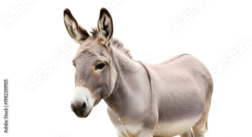 Donkey standing alone on white background.