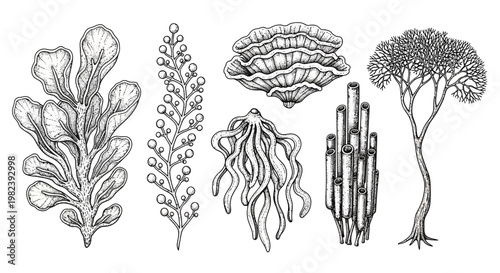 Vintage Botanical Illustration of Diverse Marine Life: Seaweed, Coral, and Tree-like Plant