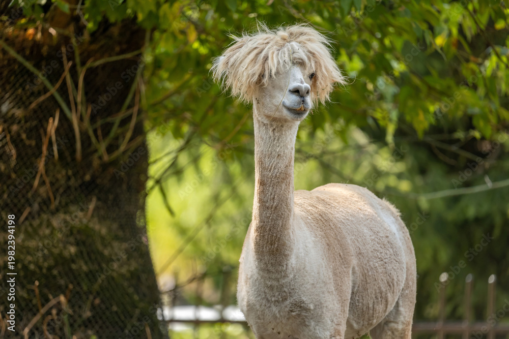 Fototapeta premium Cute shorn white alpaca with shaggy bangs and long neck standing outdoors against green leafy background, Llama LLM, funny camelid animal portrait in natural light, shallow depth of field, no people
