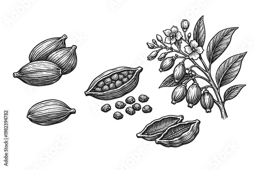 Vintage Hand Drawn Cardamom Engraving Set Featuring Detailed Whole Pods, Open Husks, Seeds, and Botanical Branch with Flowers and Leaves for Spice Design, Herbal Medicine, and Food Illustration