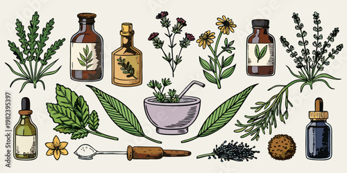 Vintage Botanical Illustrations of Herbs and Essential Oil Bottles