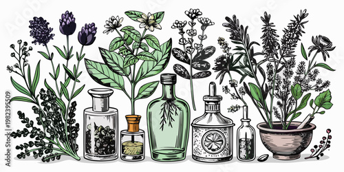 Hand-drawn botanical illustration of medicinal herbs and apothecary bottles