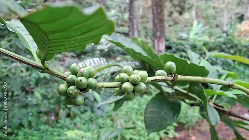 Unripe green coffee cherries on a coffee tree branch. Variety: Based on the shape of the cherries, this is likely the S795 variety (Seleksi-795), an Arabica coffee cultivar commonly cultivated 