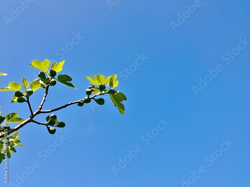 Clear Blue Sky with Tree Branch – Minimalist Nature Background, Fresh Outdoors