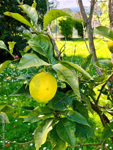 Ripe Lemon Hanging on Tree Branch. Citrus Fruit, Agriculture, Organic Farming