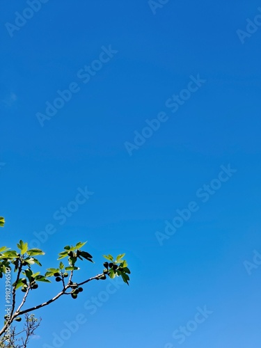 Clear Blue Sky with Tree Branch – Minimalist Nature Background, Fresh Outdoors