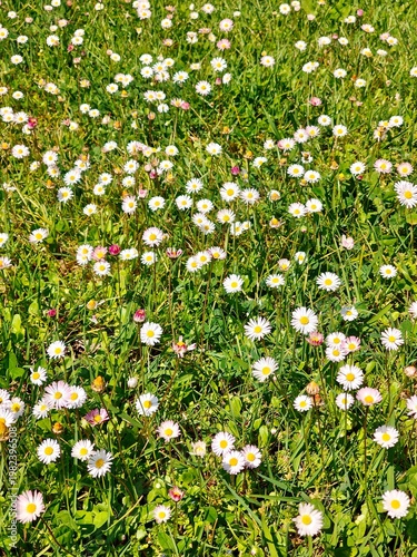White Wildflowers in Spring Meadow – Nature, Blooming Field, Seasonal Landscape