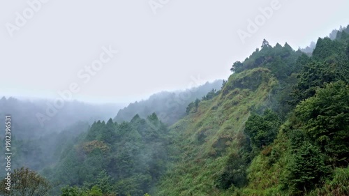 Misty forest, Mountain landscape, Sea of clouds, Coniferous trees, Natural mood