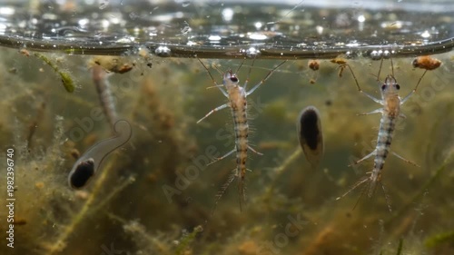 Extreme macro of mosquito larvae and pupae in stagnant water. Scientific view of Culex pipiens life cycle in murky liquid, highlighting health risks, pest control, and disease prevention.
