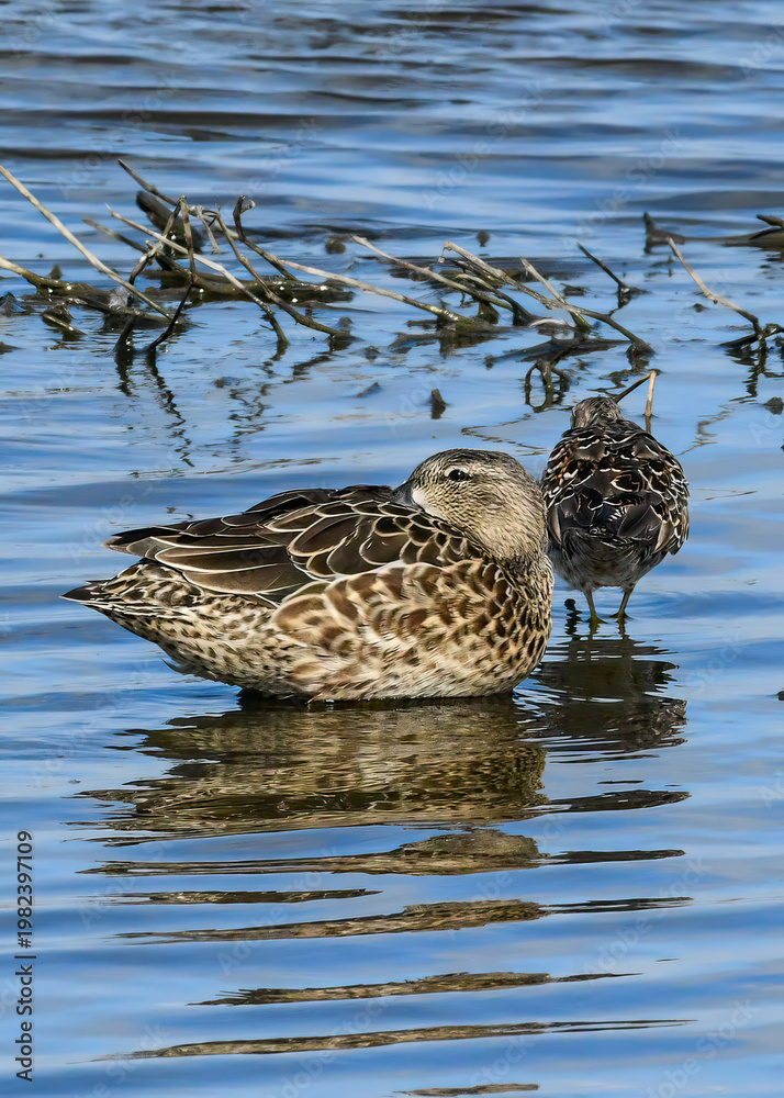 Fototapeta premium A female Blue-winged Teal at a Texas NWR 