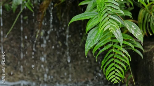 Ferns,Water droplets,Forest ecology,Moist aesthetics,Vitality rhythm