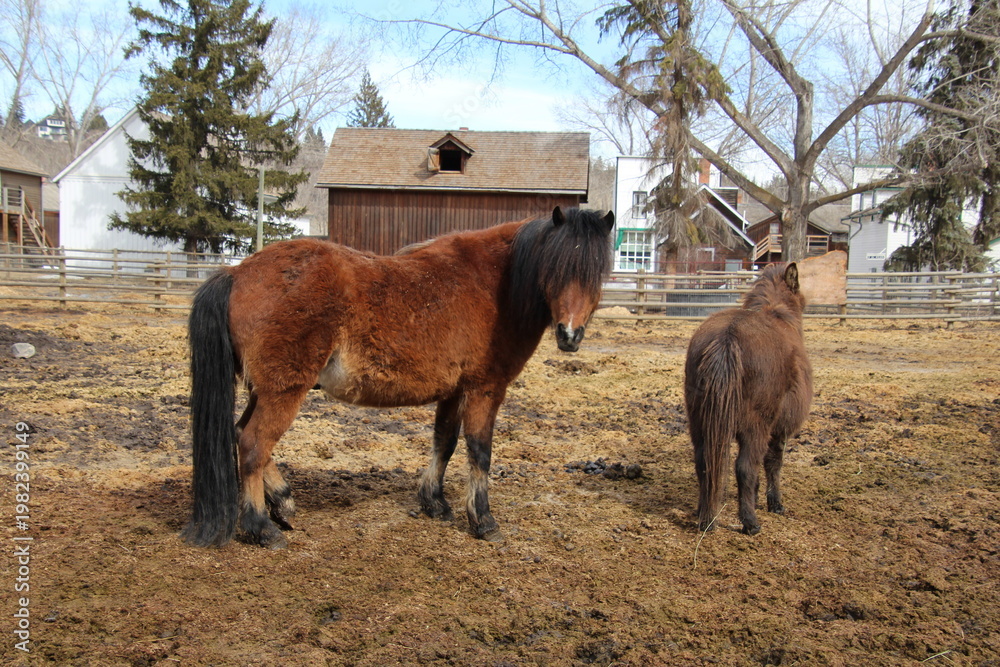 custom made wallpaper toronto digitalHorses In The Field, Fort Edmonton Park, Alberta