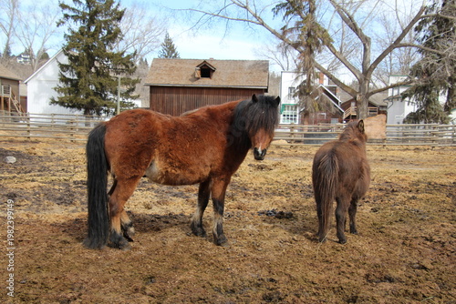 Wallpaper Mural Horses In The Field, Fort Edmonton Park, Alberta Torontodigital.ca