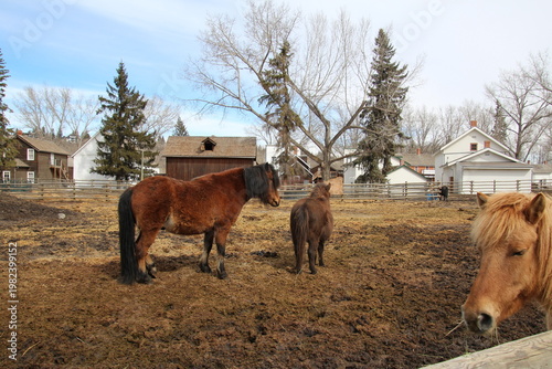 Wallpaper Mural Life On The Farm Torontodigital.ca