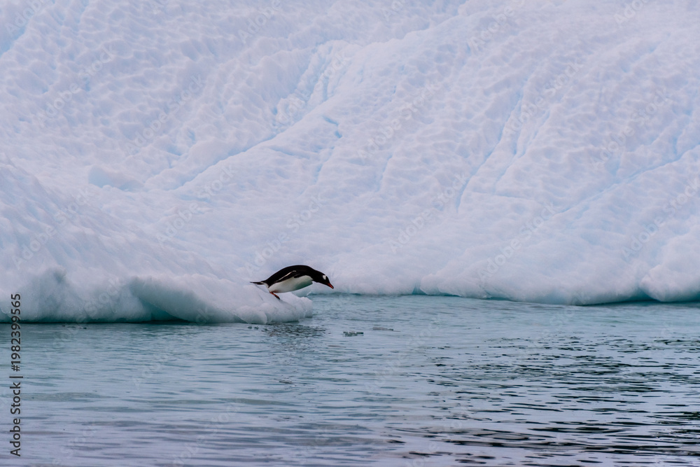 Naklejka premium Close-up of a Gentoo Penguin -Pygoscelis papua- standing jumping off an iceberg near Cuverville Island, on the Antarctic Peninsula