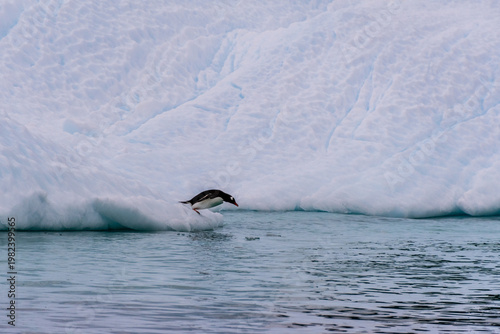 Close-up of a Gentoo Penguin -Pygoscelis papua- standing jumping off an iceberg near Cuverville Island, on the Antarctic Peninsula