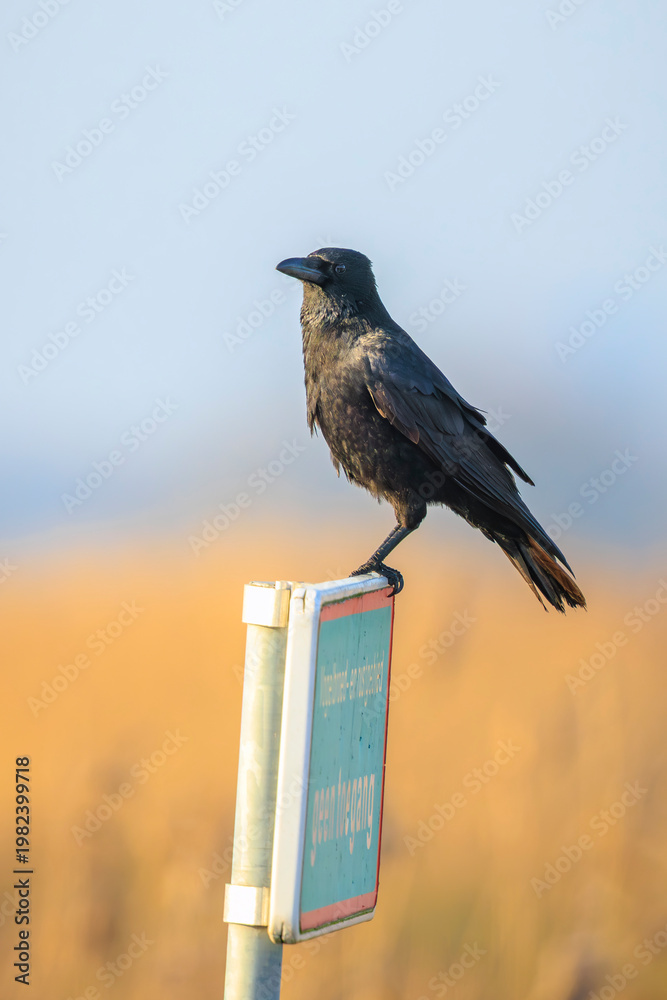 Fototapeta premium Closeup of a carrion crow Corvus corone black bird perched