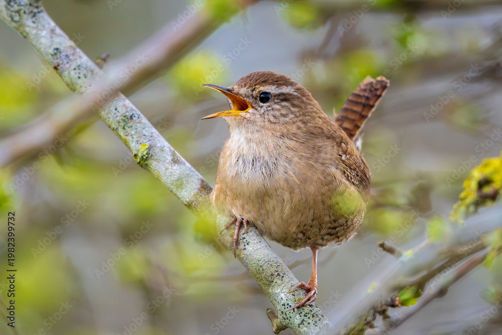 Fototapeta premium Eurasian Wren bird, Troglodytes troglodytes, display, singing and mating during Springtime
