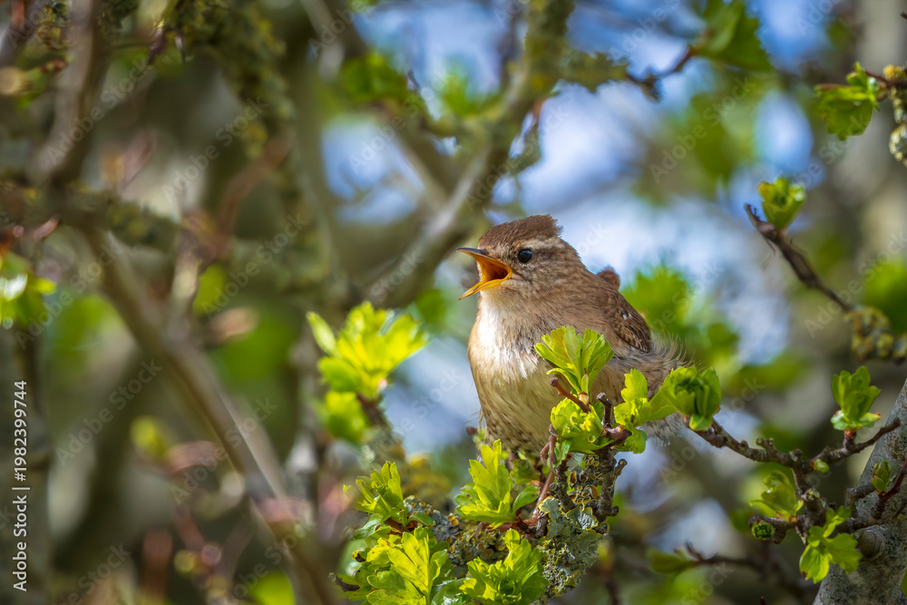 Fototapeta premium Eurasian Wren bird, Troglodytes troglodytes, display, singing and mating during Springtime