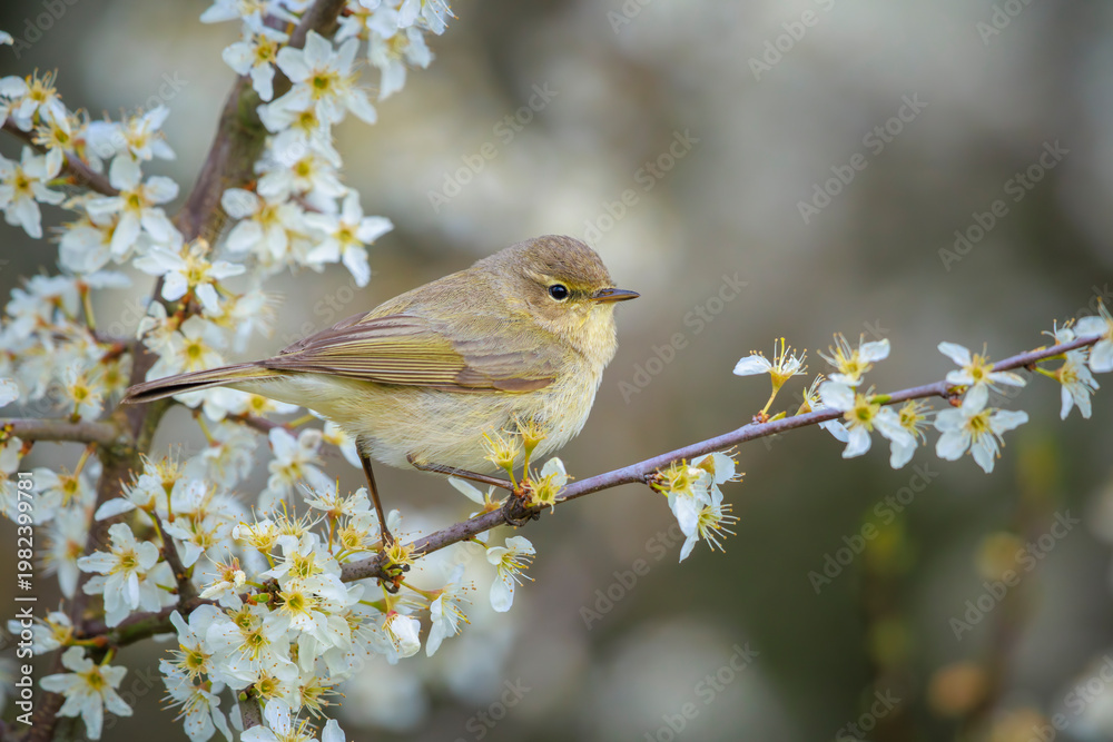 Obraz premium Common chiffchaff bird Phylloscopus collybita singing in flowers during Springtime