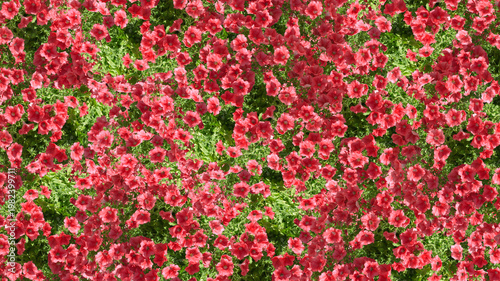 Red althea flowers background