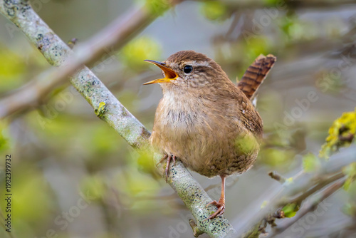 Eurasian Wren bird, Troglodytes troglodytes, display, singing and mating during Springtime