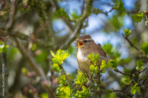 Eurasian Wren bird, Troglodytes troglodytes, display, singing and mating during Springtime