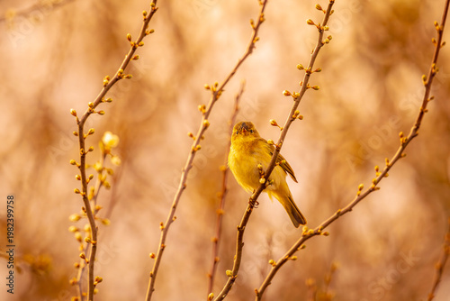 Fotografi Common chiffchaff bird Phylloscopus collybita