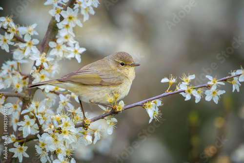 Common chiffchaff bird Phylloscopus collybita singing in flowers during Springtime