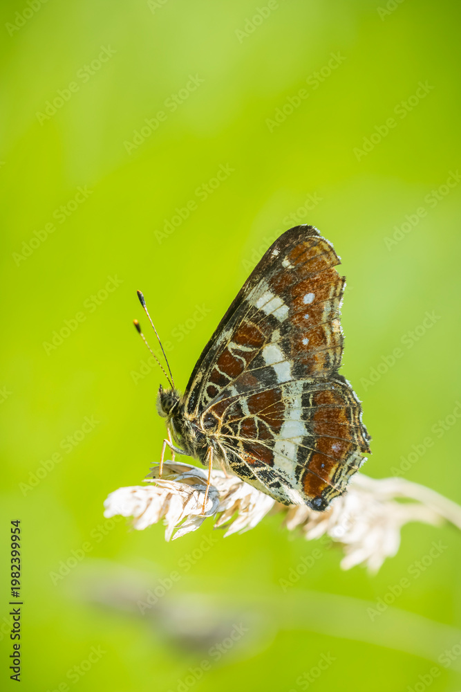 Fototapeta premium The map butterfly, araschnia levana, close-up portrait