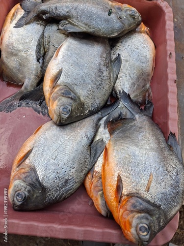 Fresh fish sold in markets, freshwater pompano (usually the species Piaractus brachypomus), which is often referred to abroad as Red-bellied Pacu. This fish is often mistaken for piranha 