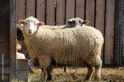Wallpaper Mural sheep and lambs Torontodigital.ca