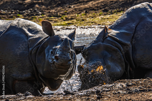 Fighting Indian rhinoceros bulls