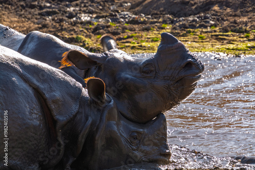 Fighting Indian rhinoceros bulls