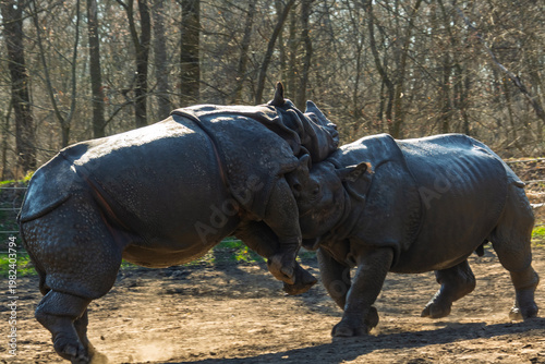 Fighting Indian rhinoceros bulls