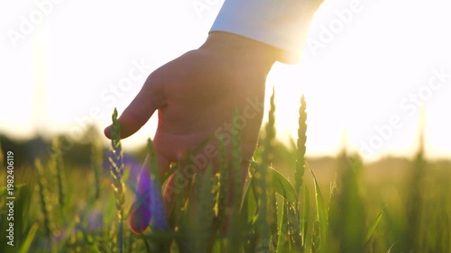 Male worker touching the green leaves of wheat. Farmer in a green wheat field inspecting the harvest. Real time