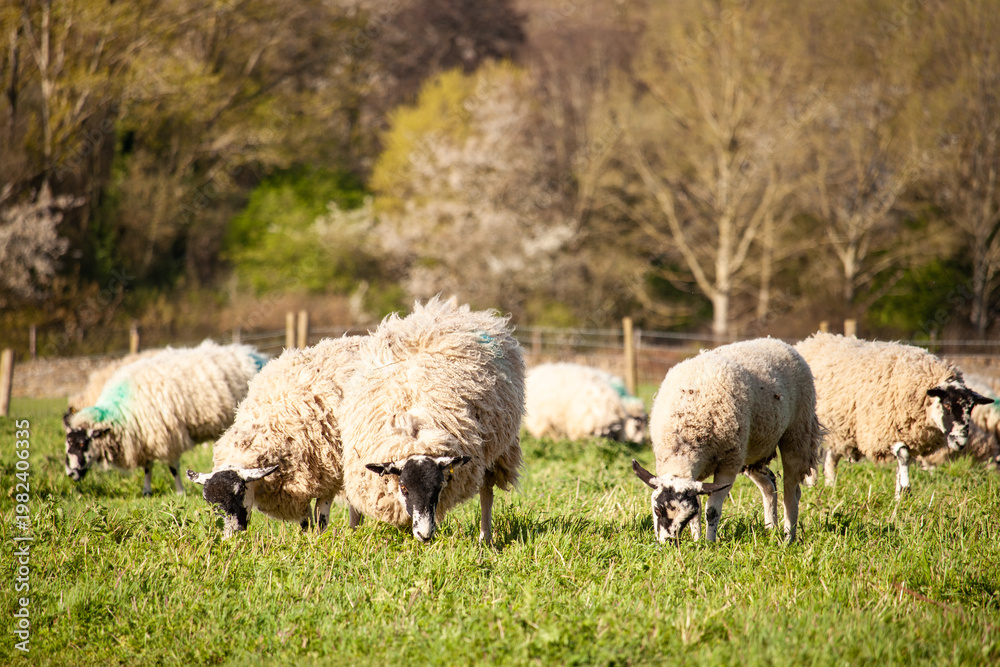 Fototapeta premium Lowland sheep graze on grass on British farm in Buckinghamshire, England, United Kingdom during spring just before lambing season arrives.