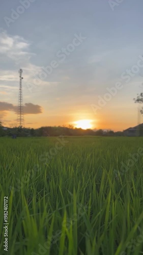 sunset over the field